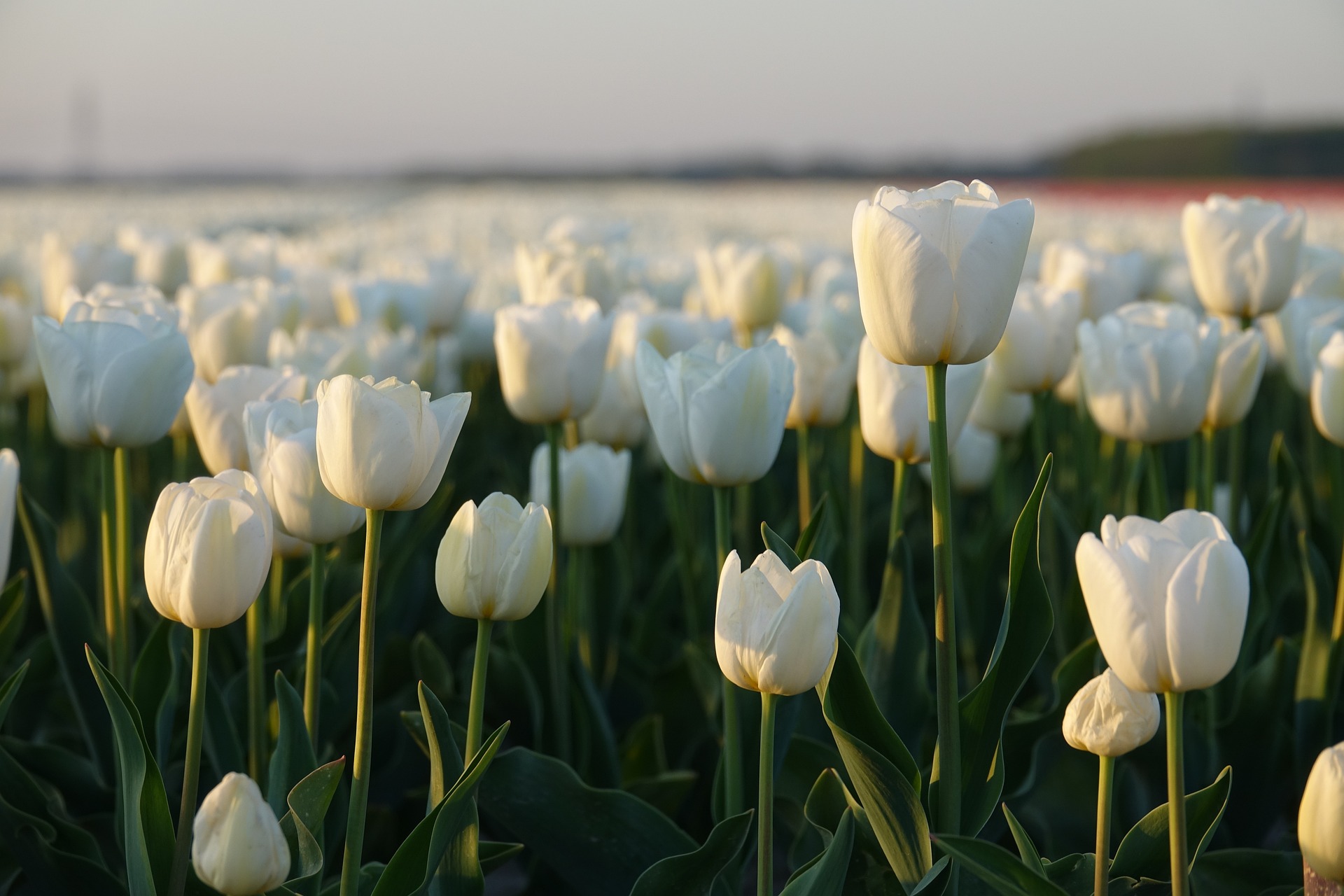 Tulpen